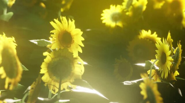 A field is filled with blooming sunflowers under bright daylight. The flowers are oriented towards the sun. Green leaves surround the yellow blooms.