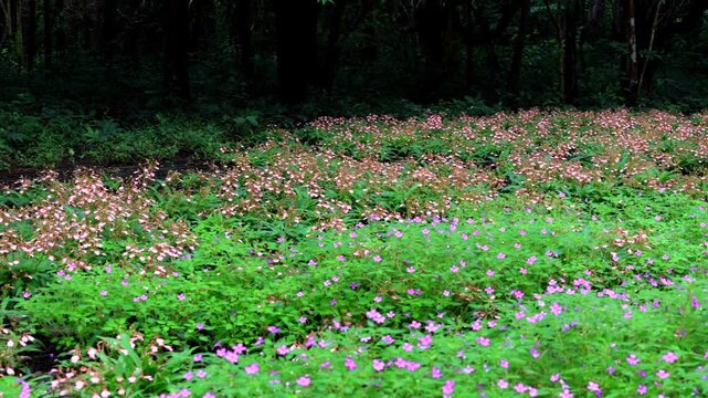 Habenaria rhodocheila is a small terrestrial orchid with pinkish-purple flowers that bloom during the rainy season. It is found at Phu Mu in Phu Sa Dok Bua National Park, Mukdahan Province, Thailand.