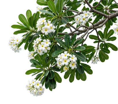 foreground of flowering trees on a transparent background