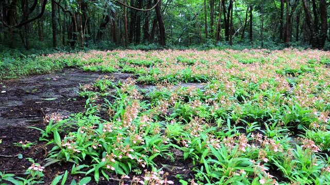 Habenaria rhodocheila is a small terrestrial orchid with pinkish-purple flowers that bloom during the rainy season. It is found at Phu Mu in Phu Sa Dok Bua National Park, Mukdahan Province, Thailand.