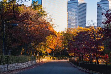 高層ビル群を背景にした秋の公園の美しい並木道 © tokoteku_2018