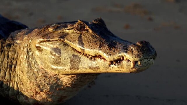 Yer bank close up head shot HDacare Caiman crocodile basking on riv