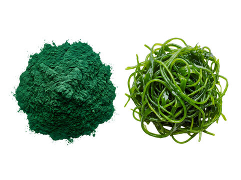 Spirulina powder and fresh green sea algae kelp top view