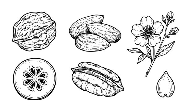 Hand Drawn Nut Seed Flower and Sliced Fruit Botanical Vector Collection