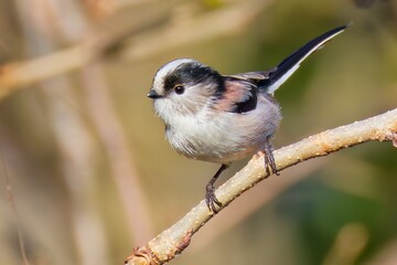 背中のピンクが目立つエナガ(Long-tailed Tit) © 水玉模様