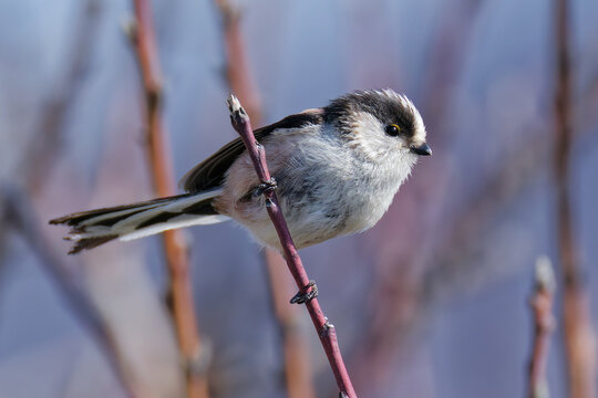 寒い日のエナガ(Long-tailed Tit)