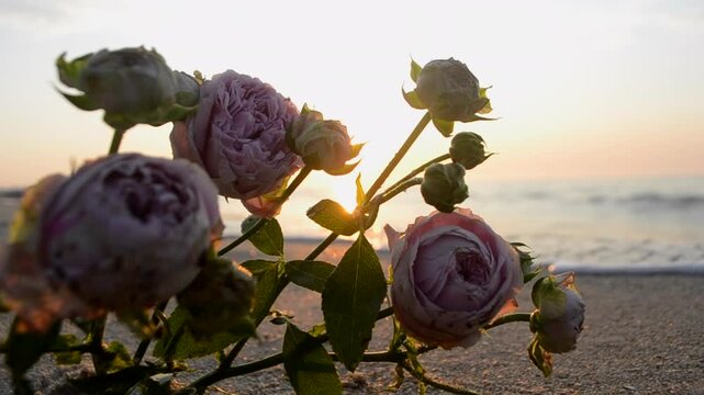 Rose flowers lying on sand of beach of sea shore coast at sunset dawn. Blossoming blooming flowers of pink roses on sand of sea coast with setting rising sun. Concept mood romantic