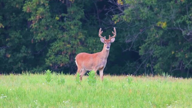 Whitetail buck with velvet antlers standing at forest edge