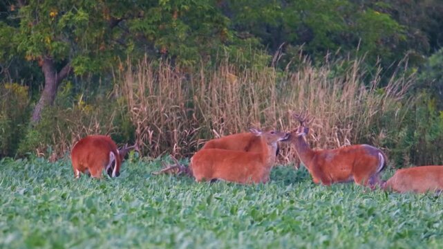 Bachelor group of whitetail bucks feeding in soybean field