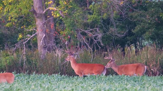 Whitetail buck sniffing another buck in soybean field