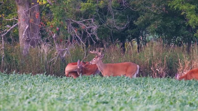 Two whitetail bucks with velvet antlers and doe in soybean field