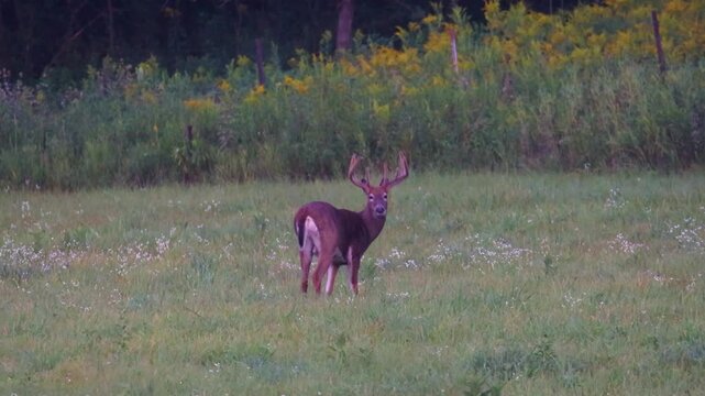 Whitetail buck with velvet antlers turning in grassy field