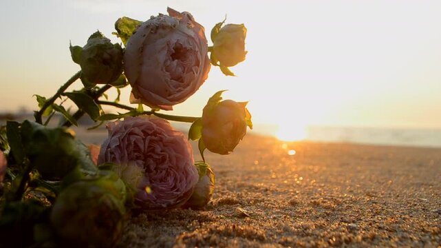 Rose flowers lying on sand of beach of sea shore coast at sunset dawn. Blossoming blooming flowers of pink roses on sand of sea coast with setting rising sun. Concept romance mood romantic