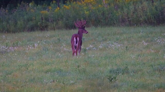 Whitetail buck with velvet antlers looking into tall grass