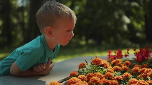 Young boy looking curiously at blooming orange flowers in a sunny park. Kid exploring nature and looking at vibrant orange marigold blossoms on a sunny day outdoors. Child looking at flowers.