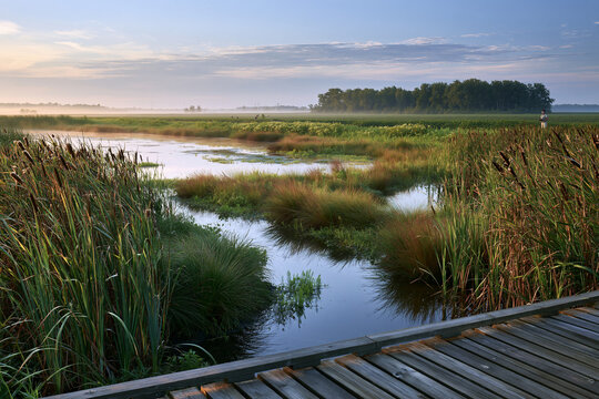 Restored wetland supporting natural water management and watershed resilience