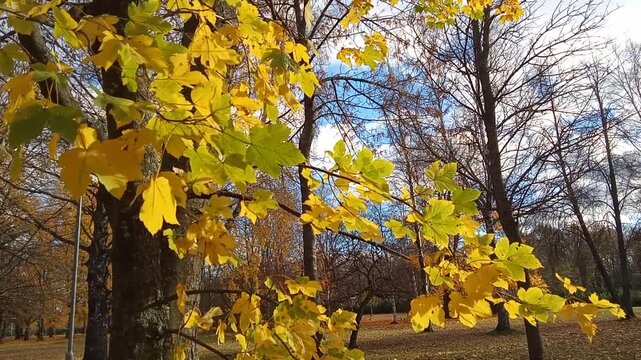 Golden Autumn Yellow Leaves Swaying in Breeze in Sunny Park Video Background.

