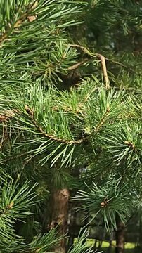 Close-up view of pine tree branches in a forest