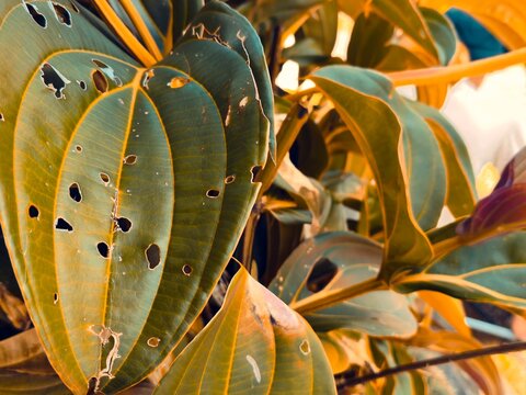 Close-up of tropical ornamental plant leaves showing holes and damage caused by insect pests and caterpillars