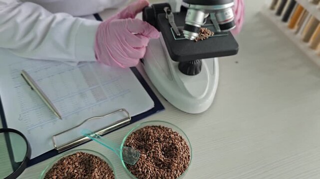 A scientist studying flax seeds under a microscope. Analysis of the nutritional value of flax seeds