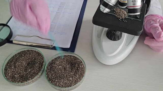 A scientist studying chia seeds under a microscope. Analysis of the nutritional value of chia seeds concept