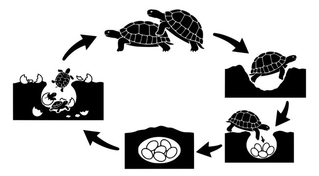 Turtle life cycle infographic depicting mating and burrowing and egg laying and hatching in flat black and white vector style isolated on white background