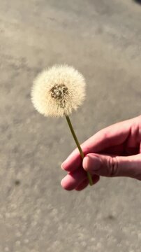 Hand holding a dandelion flower between fingers over grey asphalt surface in bright sunlight