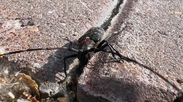Close-up macro video of black longhorn beetle moving on rough stone surface