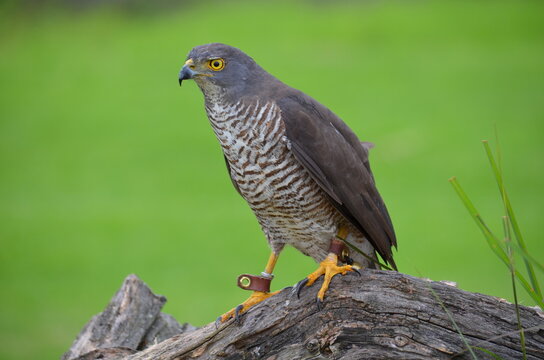 Captive African Goshawk wearing falconry jesses at a wildlife rehabilitation center