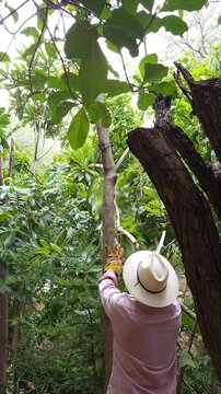 pruned mango branch falling to the ground