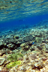 Shallow coral reef landscape with clear water and sunlight, Okinawa Japan © bongoman