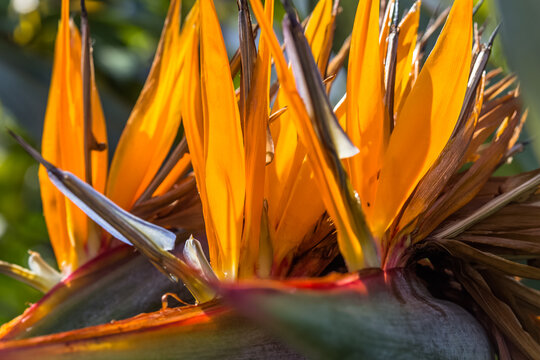 Oiseau de paradis 