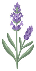 Obraz premium Lavender flower stem vector illustration