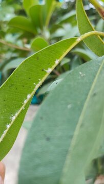 White Mealybugs (Pseudococcidae) Infesting the Edge of Green Leaves