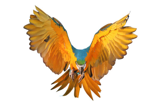 Beautiful Blue and Gold Macaw your wings and fly isolated on transparent background png file	