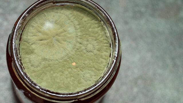 Mold growing on the surface of a jar of food in a kitchen setting