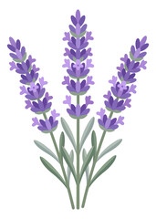 Obraz premium Blooming purple lavender flowers with green stems and leaves arranged in a bouquet