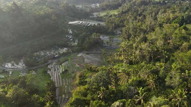 Aerial drone video of traditional rice terraces, Subak irrigation system, and dense tropical forest in the valley of Tabanan Bali Indonesia. Captured in morning sunlight with mist