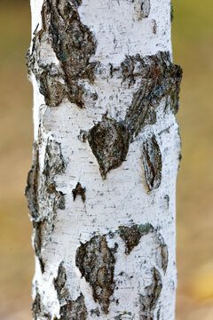 White birch tree bark with dark, rough patches