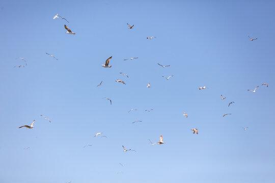A flock of seagulls flying in the sky