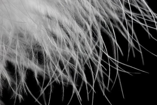 A close up of a feather with a black background