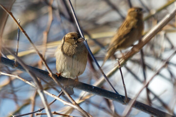 Naklejka premium Two small birds perch on bare branches