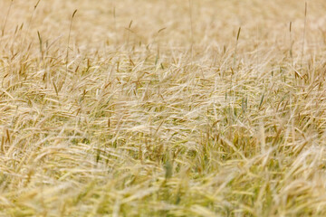 Fototapeta premium Golden wheat stalks sway gently in a sunlit field