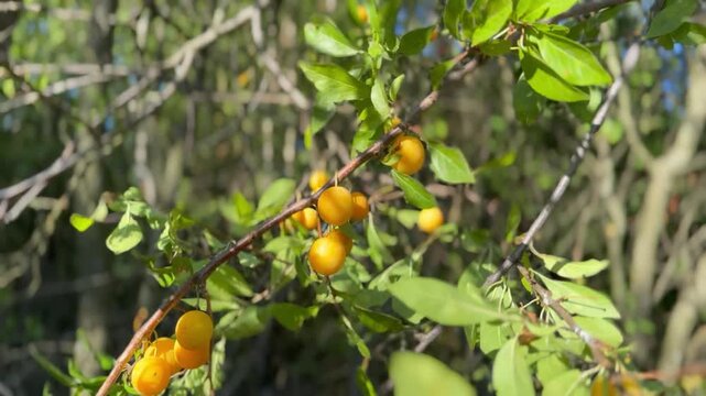 Yellow cherry plum on a tree.  Child's hand picks fruits
