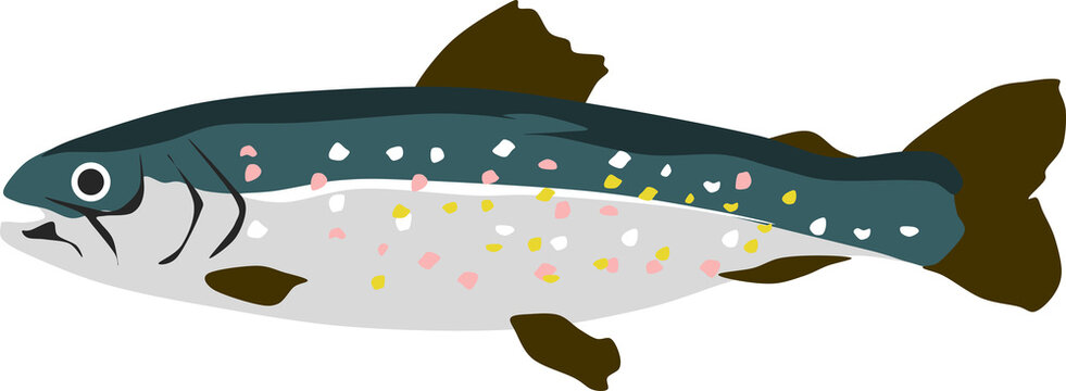 カワマスのイラスト
