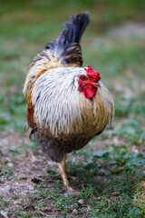 Healthy rooster stands on grassy ground © schankz
