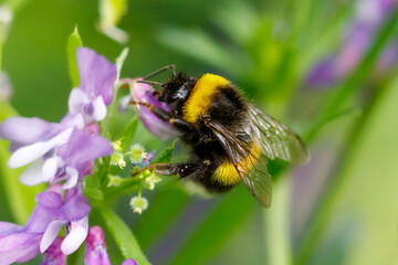 Bumblebee collects nectar from purple flower © schankz