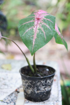 Close up view of beautiful Caladium houseplant with large white leaves and green veins in the garden. Pink​ Caladium​ Bicolor​ Texture​ leaves​. Tropical Houseplant Gardening.
