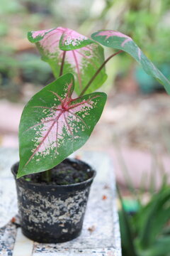 Close up view of beautiful Caladium houseplant with large white leaves and green veins in the garden. Pink​ Caladium​ Bicolor​ Texture​ leaves​. Tropical Houseplant Gardening.