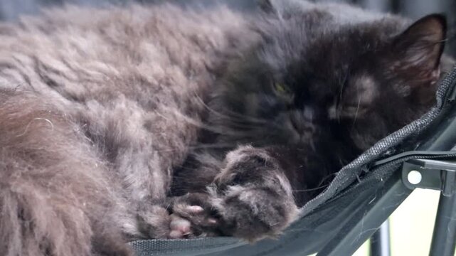 Black cat sleeping peacefully on a chair
